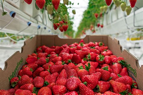 Nature Fresh Farms To Grow Strawberry Production Volume Greenhouse Canada