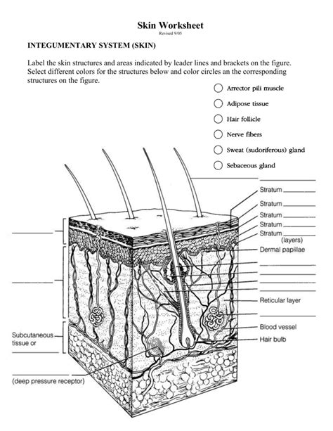 The Integumentary System Worksheet