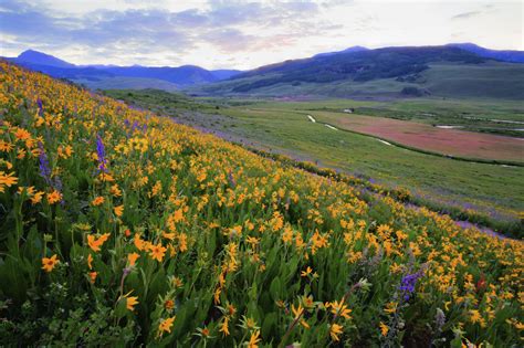 Alpine Wildflowers And Wildlife Crested Butte Reefs To Rockies