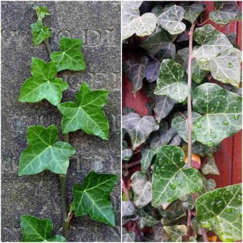 Growing English Ivy Plant Hedera Helix A Full Guide Gardening Tips