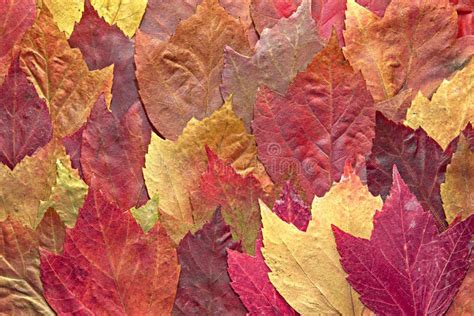 Mixed Maple Autumn Leaves Background Stock Image Image Of Crimson