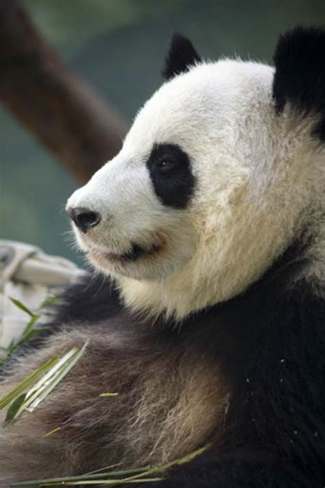 Giant Pandas Sex Talk Revealed