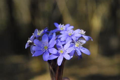 Blue Spring Flowers Stock Image Image Of Beauty Macro 2180347