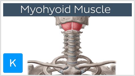 Stylohyoid Muscle Labeled