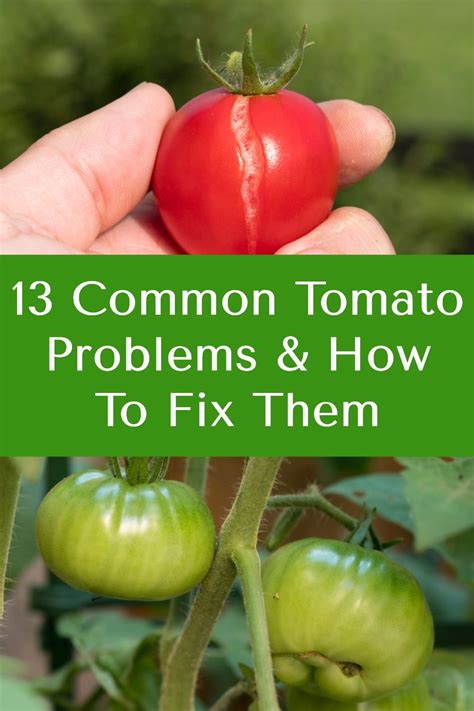 13 Common Tomato Problems And How To Fix Them In 2020 Tomato Problems