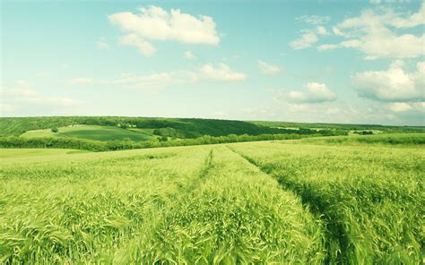 Nature Landscape Green Field Barley Wallpapers Hd Desktop And