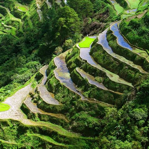 Save The Ifugao Rice Terraces In The Philippines Join The Movement Cambio And Co