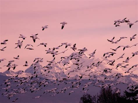Free Download Snow Geese Wallpaper Shows A Flock Of Birds In Flight