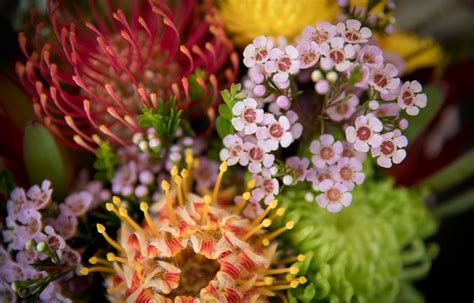 A Guide To Australian Native Plants Flowers Trees And Grasses New Idea