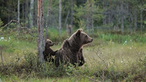 Mother Brown Bears Protect Cubs With Human Shields Science Aaas