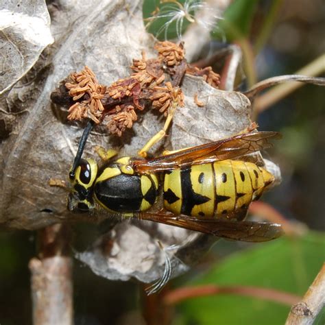 Western Yellow Jacket Wasps Identification Prevention And Control