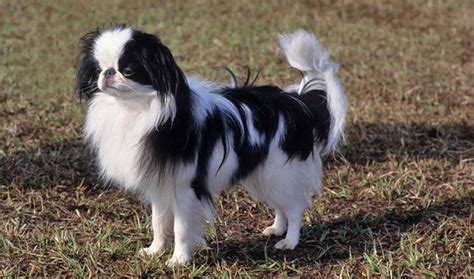 Japanese Chin Dog Breed 6 Interesting Facts Petvet