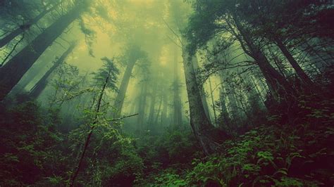 Hd Wallpaper Misty Forest Trees Plant Land Fog Tranquility