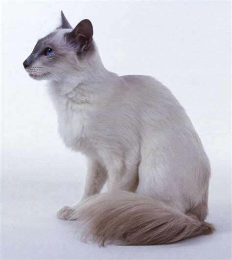 Balinese Cat Balinese Cats Your Guide To The Balinese Cat Breed