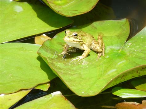 Little Frog On A Lily Pad Madeira Vijvers