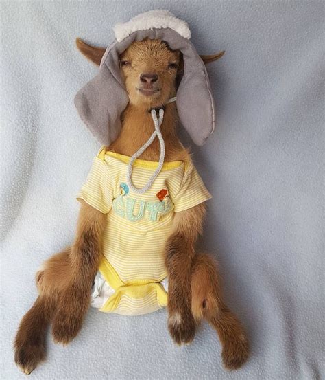 A Stuffed Goat Wearing A Yellow Shirt And Hat