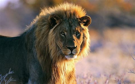African Lion New Hd Wallpapers 2013 Beautiful And
