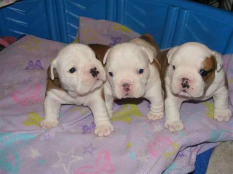Puppies will be dna tested to confirm parentage. AKC English Bulldog Puppies for Sale in Milton Freewater ...