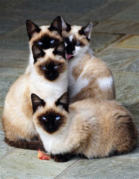 12 Reasons Why You Should Never Own Siamese Cats