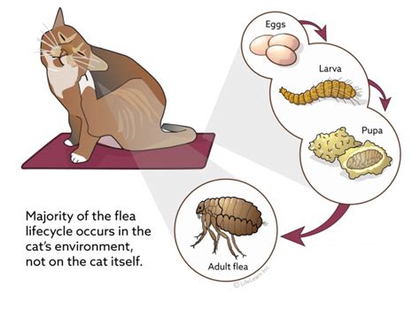 Flea Control In Cats Vca Animal Hospital