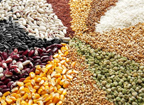 Grains Cereals And Legumes Noor Almajlis Trading Llc