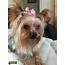 Stud Dog  Yorkshire Terrier Breed Your