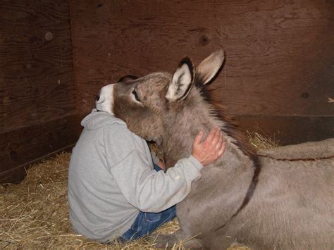 Donkey Hug By Brian Selgelid Donkey Horses Animals