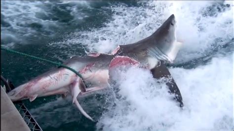Two Great White Sharks Bite Chunks Off Each Other Two Great White