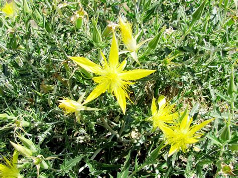 Strives to grant opportunities to our youth, by using athletics to develop quality work and decision making habits. My Ranch Life: Blazing Stars