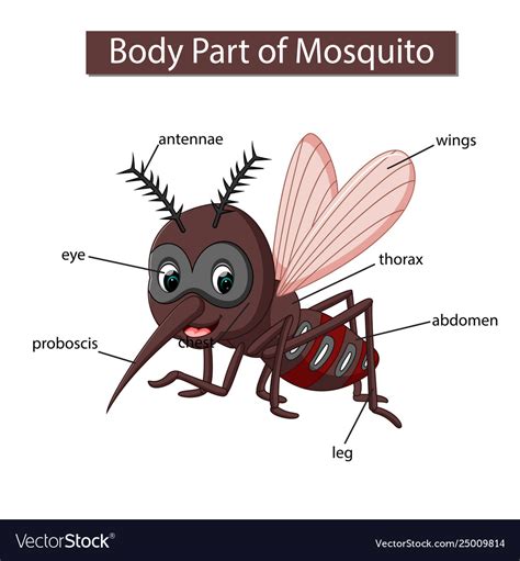 My body, human body parts diagram on cute cartoon boy. Diagram showing body part mosquito Royalty Free Vector Image