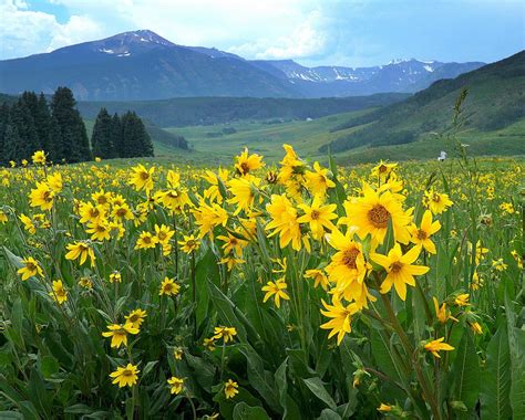 Rocky Mountain Wildflowers Tagged Rocky Mountain Wildflowers Field