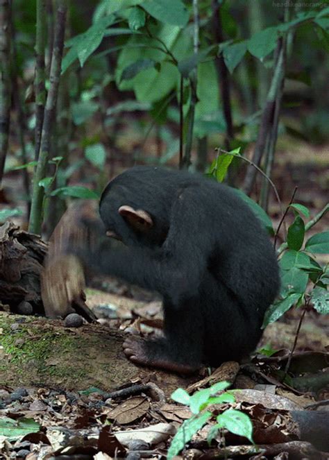  Monkey Biological  Wiffle