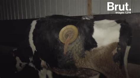 Video Lassociation L214 Dévoile Des Images Choquantes Des Vaches à Hublot