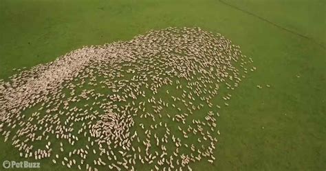 The Power Of Unity A Mesmerizing Sheep Herding Video Pet Buzz