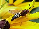A Cicada Killer Wasp Photos