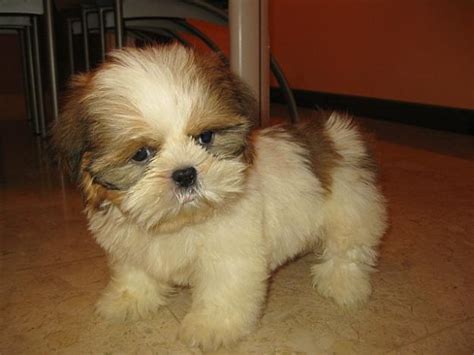 Shih Tzu Puppies High Resolution Cute Puppy Pictures