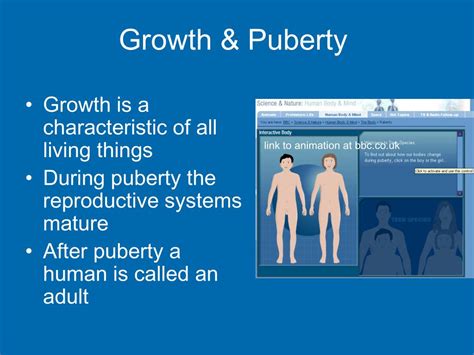 Ppt The Female Reproductive System Powerpoint Presentation Free