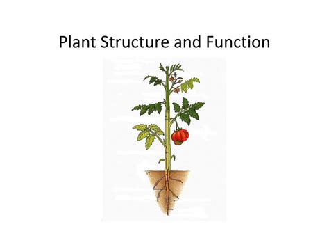 Ppt Plant Structure And Function Powerpoint Presentation Free