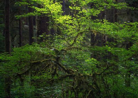 Creating Order In Chaos A Guide To Photographing Forests Nature