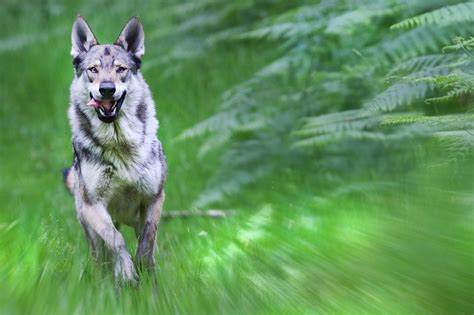 Wolf Experience Walking With Wolves Cumbria