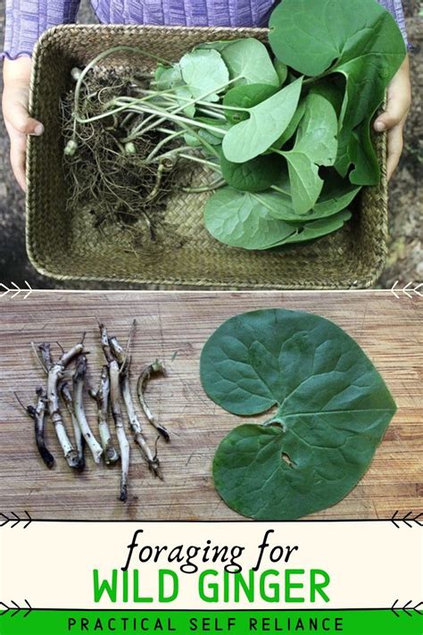 Foraging Wild Ginger Wild Ginger Edible Wild Plants Wild Ginger Plant