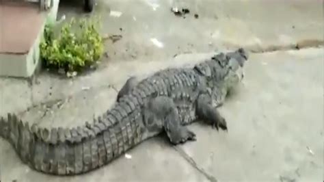 Watch This Crocodile Takes A Stroll Through Karnataka Village City
