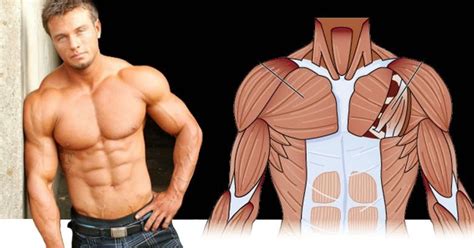 This Is The Reason Why Your Chest Isnt Getting Any Bigger Bodydulding