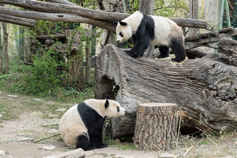 Erste Annäherung Bei Den Großen Pandas In Schönbrunn Giant Panda