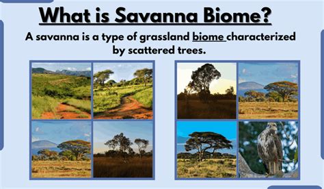 Savanna Biome Characteristics Types Location Climate And Examples