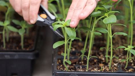 How To Pinch Seedlings For Fuller Growth And Higher Yields