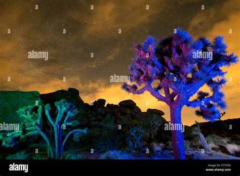 Colorful Lights On Joshua Trees At Night Joshua Tree National Park