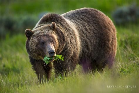 A Grizzly Bear In The Greater Yellowstone Ecosystem Forages On Greens