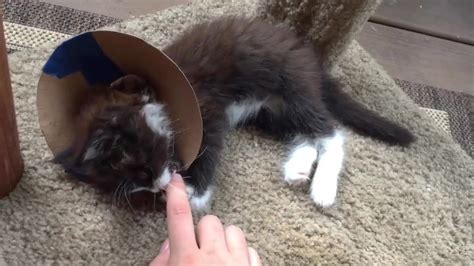 Rescue Little Kitten Has One Eye Infected Become Sassy Cat Youtube
