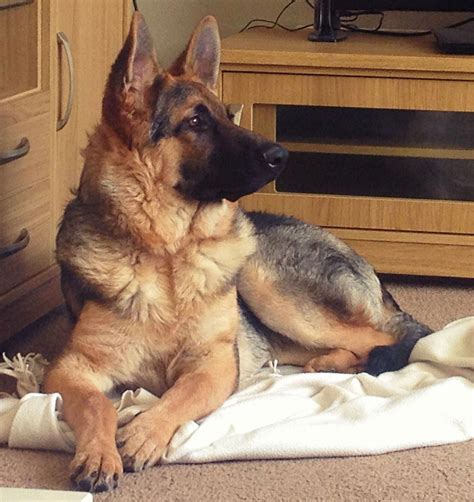 All The Things We All Adore About The Intelligent German Shepherd Dogs